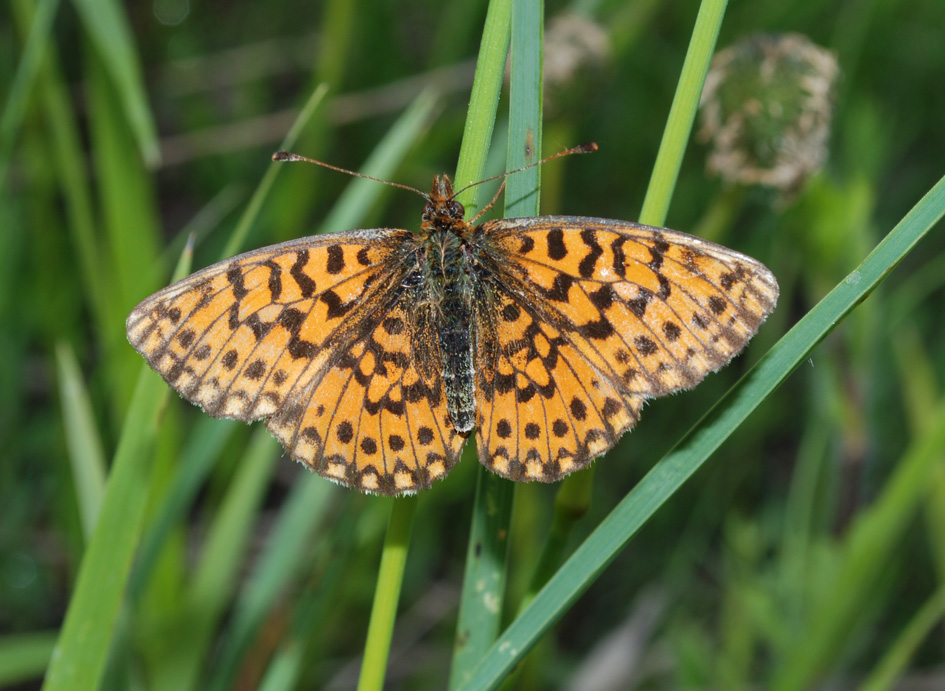 Melitaea cinxia e Boloria (Clossiana) cf. dia