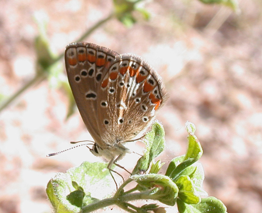 Licenide Aspromonte