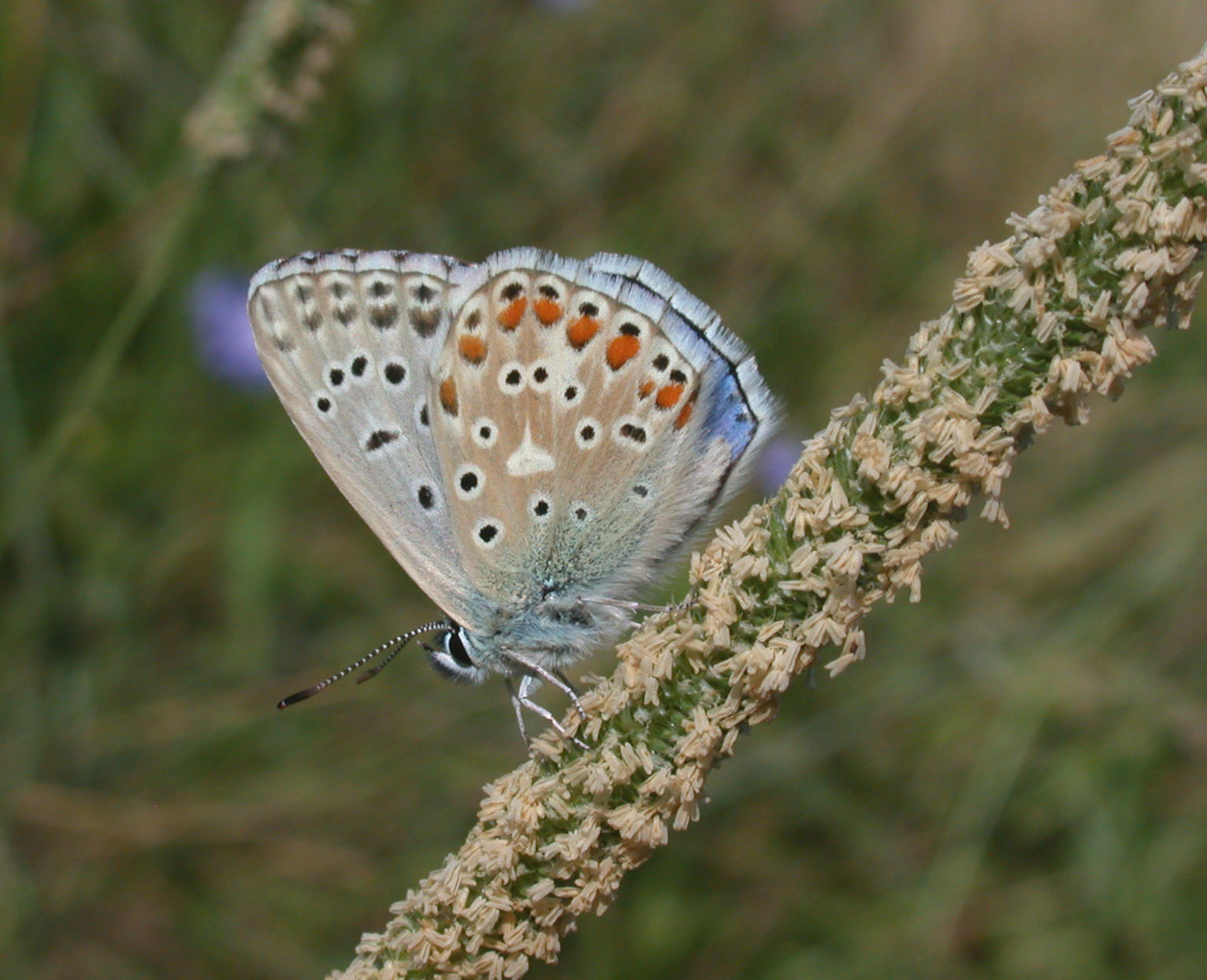 Lysandra bellargus ?