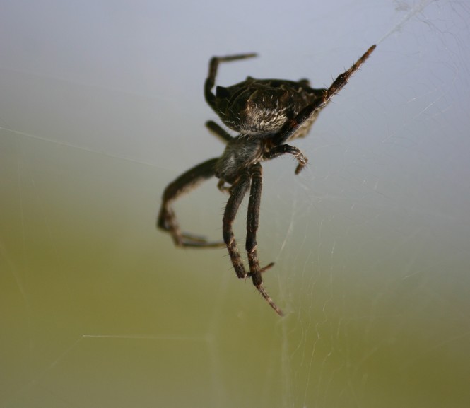 Cyrtophora citricola