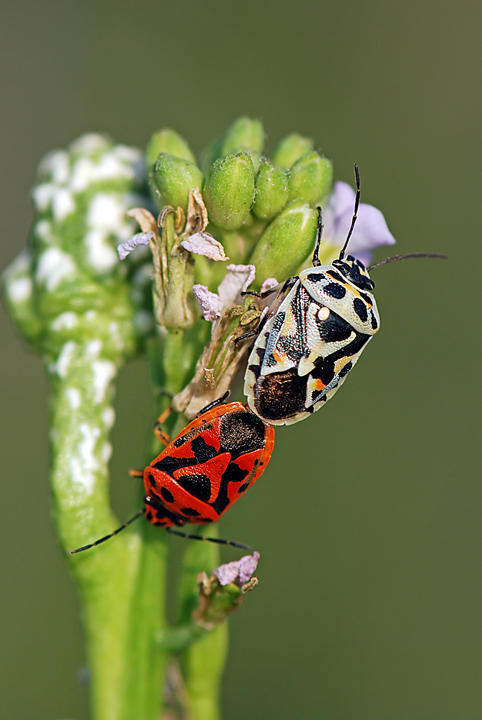 Informazioni  su coppia Eurydema