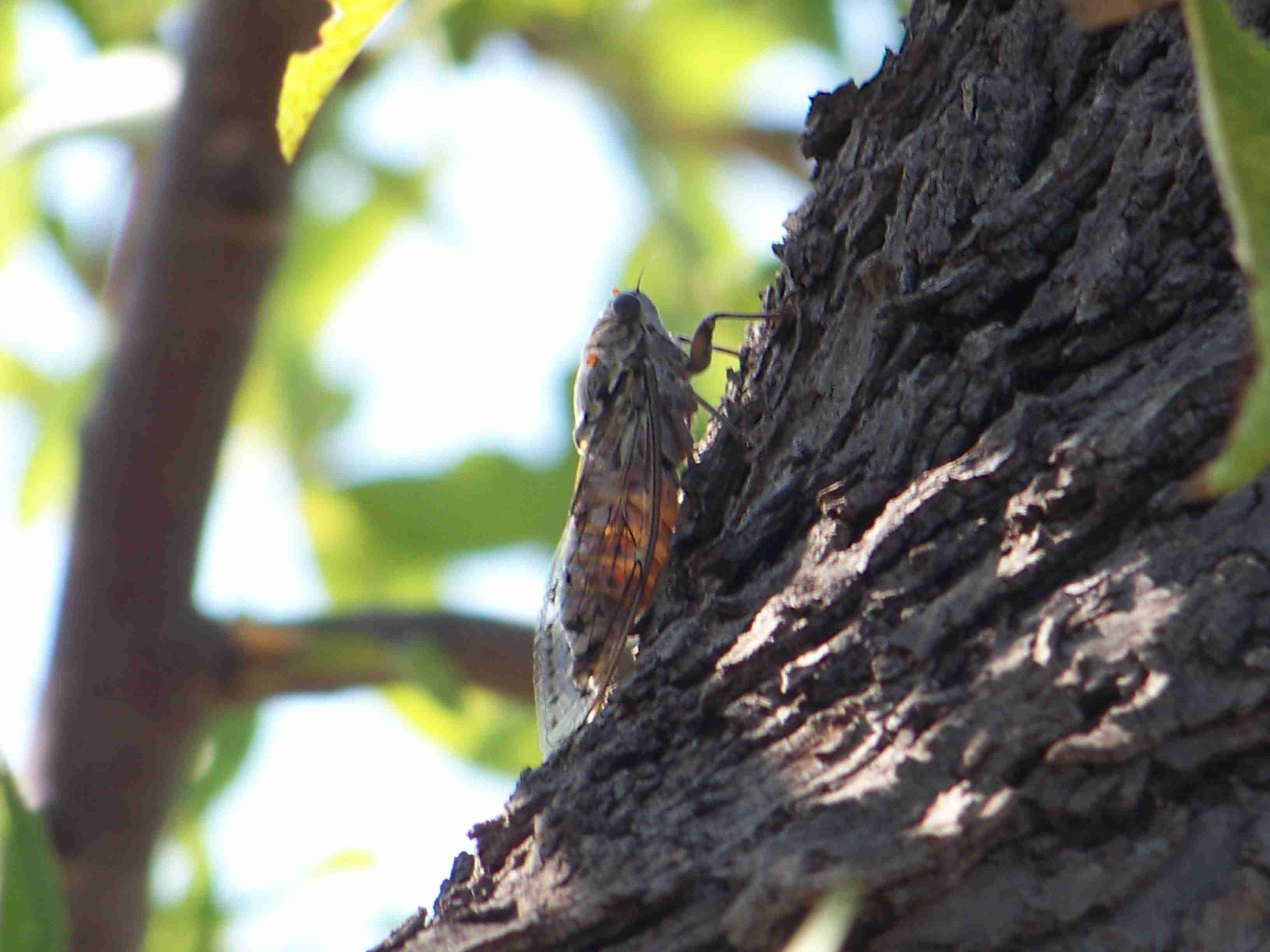 Cicada orni?