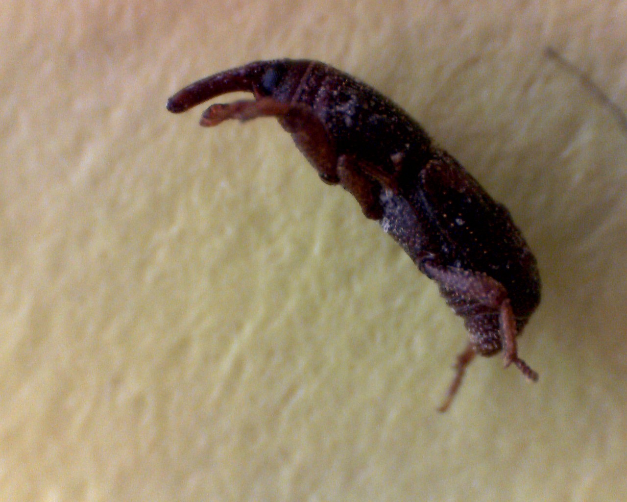 Identificazione