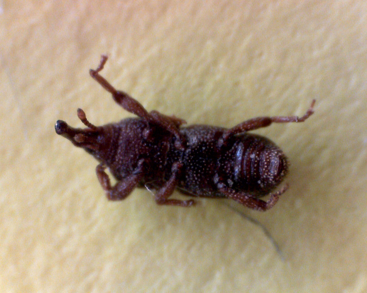 Identificazione