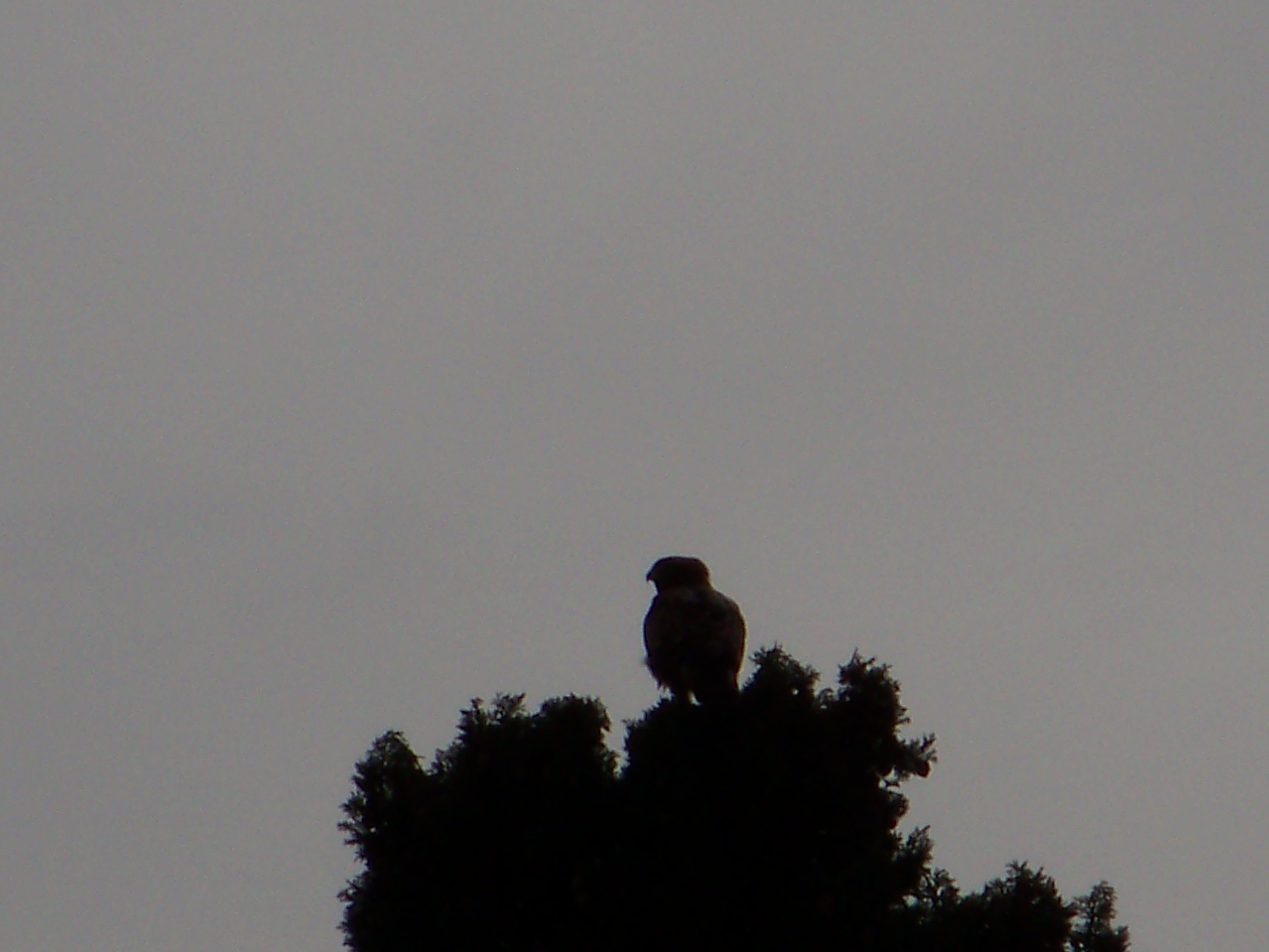 Identificazione rapace diurno
