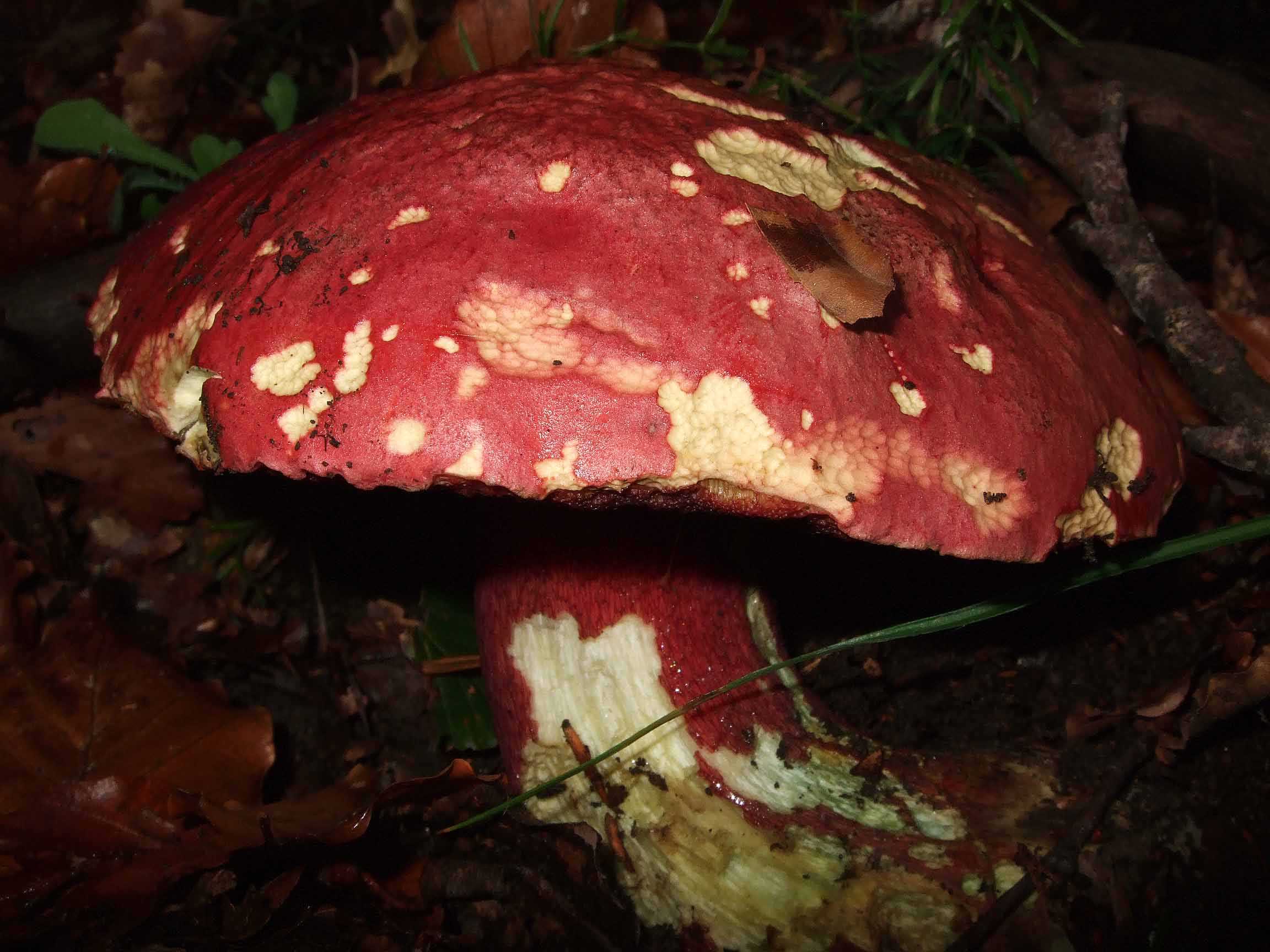 Boletus da definire