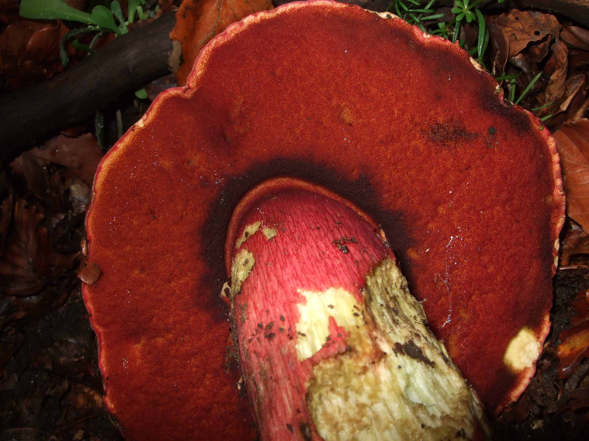 Boletus da definire