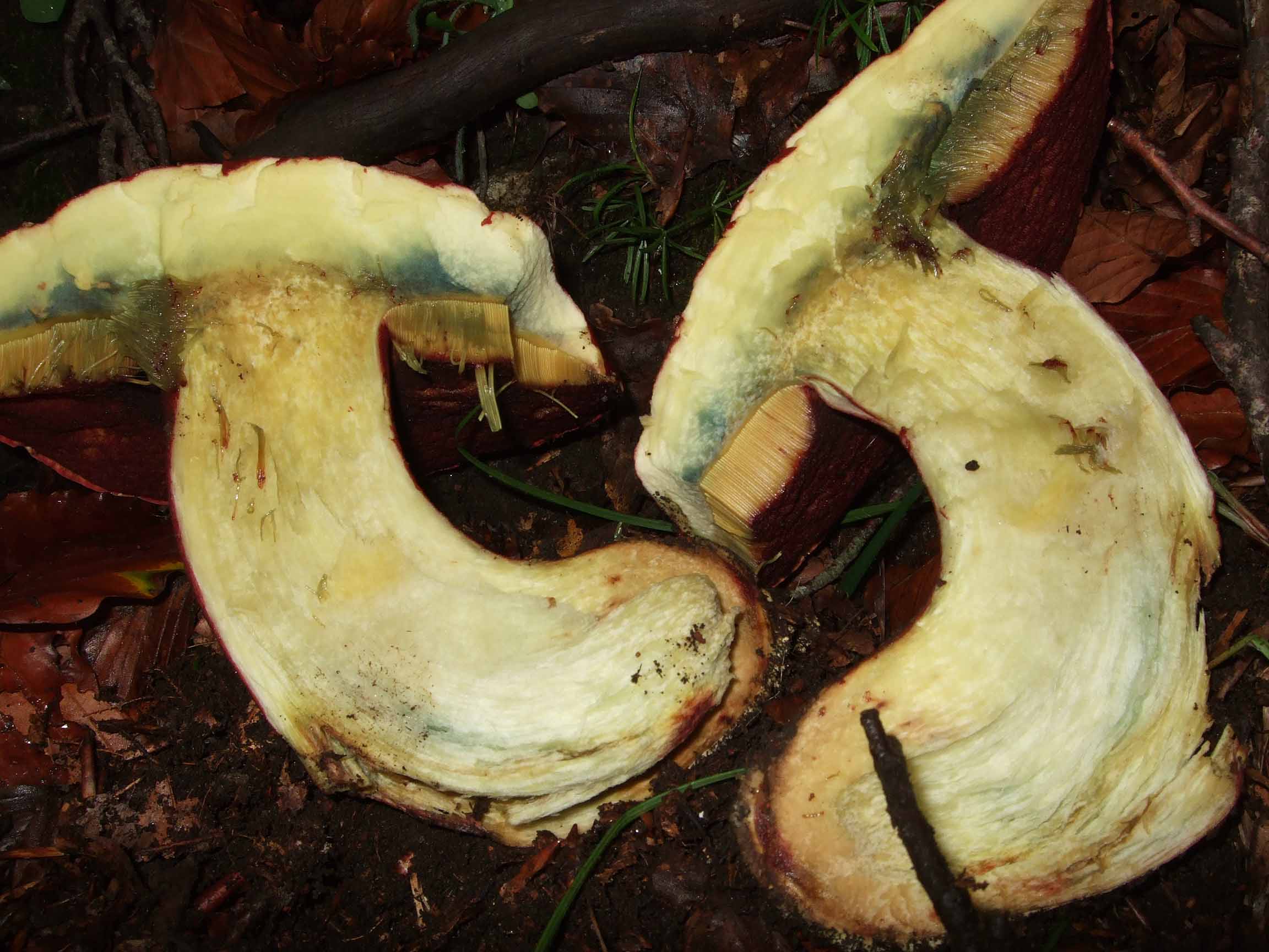 Boletus da definire