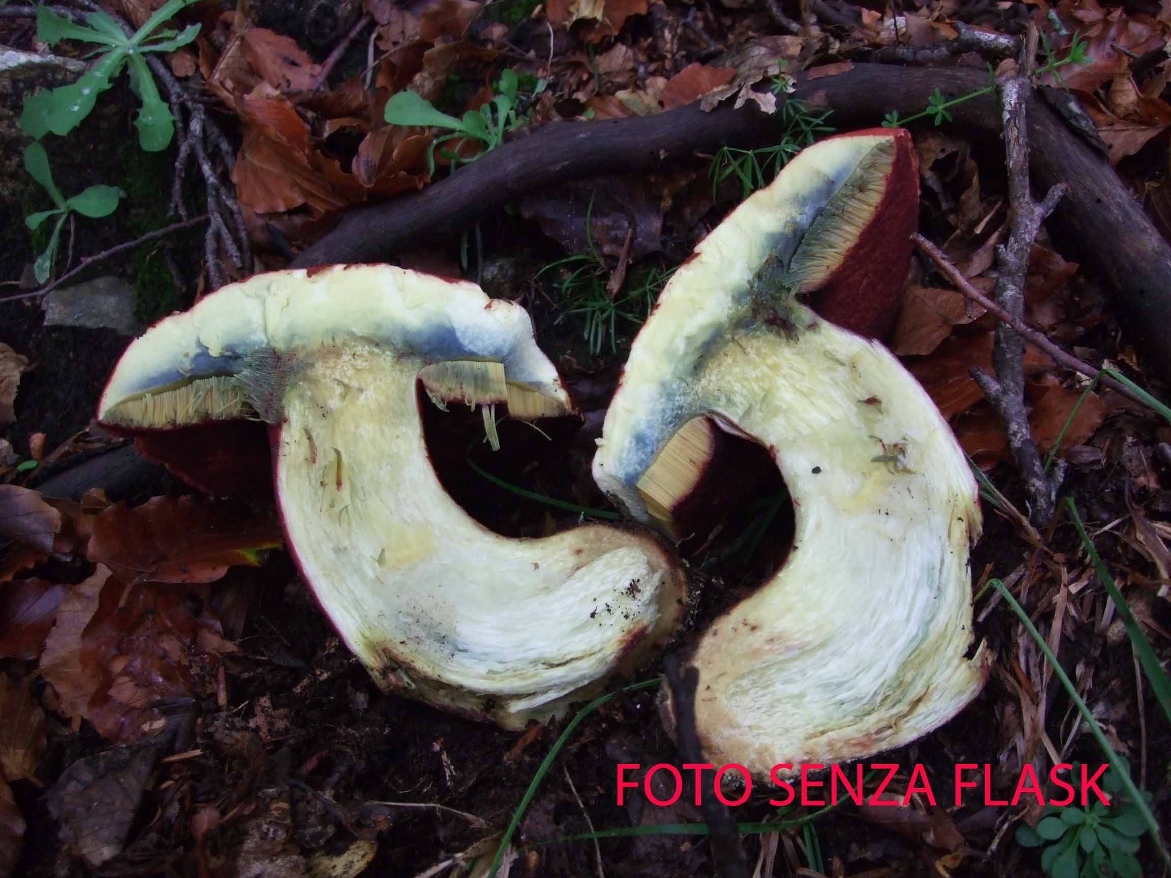 Boletus da definire