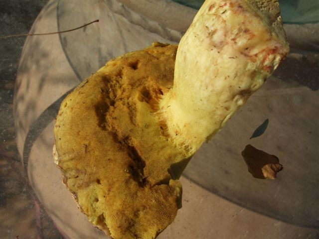 Boletus regius ?