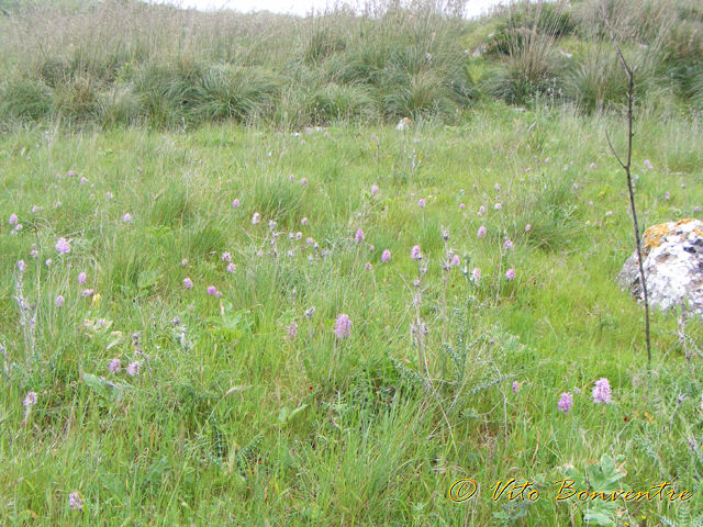 Orchis italica a volont