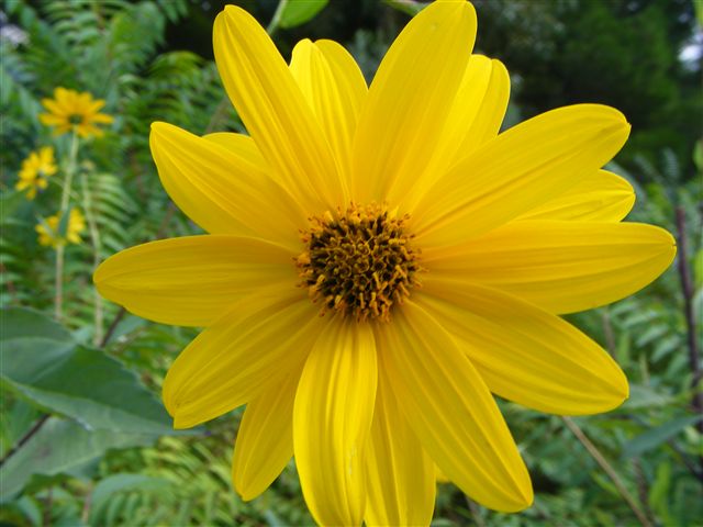 Il genere Helianthus in Italia