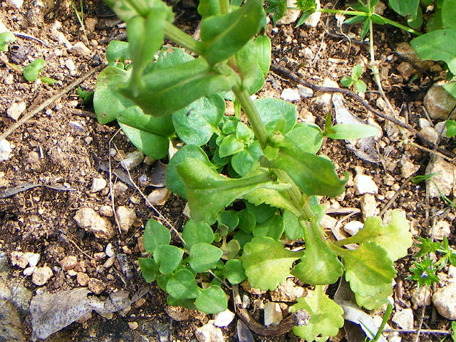 Coleostephus myconis  / Margherita gialla