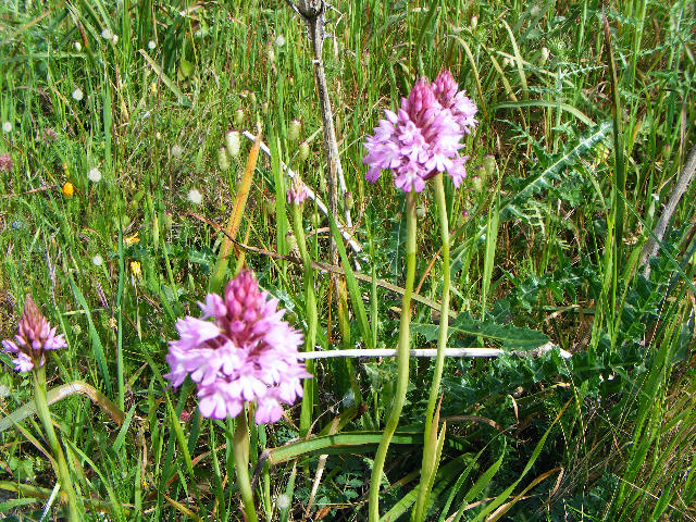 Anacamptis pyramidalis