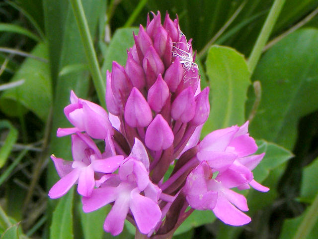 Anacamptis pyramidalis