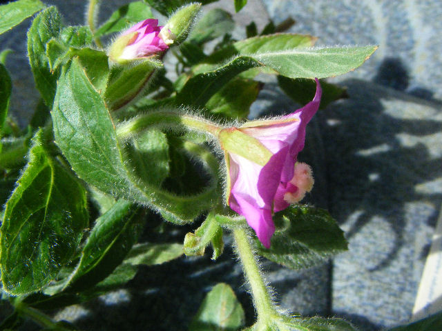 Epilobium hirsutum