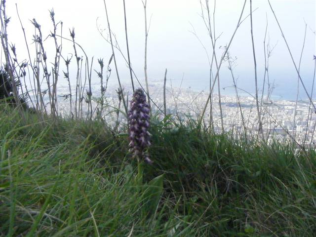 Primizie dal sud - Barlie a met novembre