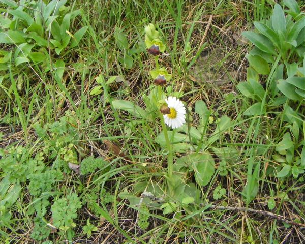 Ophrys lupercalis - A Erice sono arrivate le Ophrys