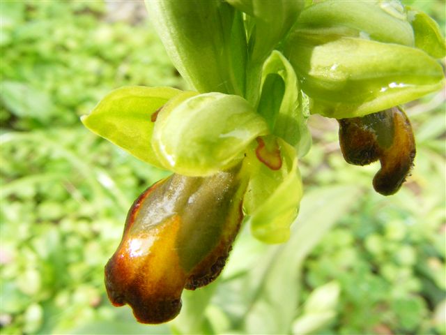 Ophrys lupercalis - A Erice sono arrivate le Ophrys
