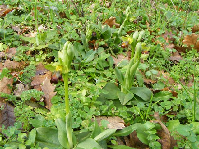 Ophrys lupercalis - A Erice sono arrivate le Ophrys