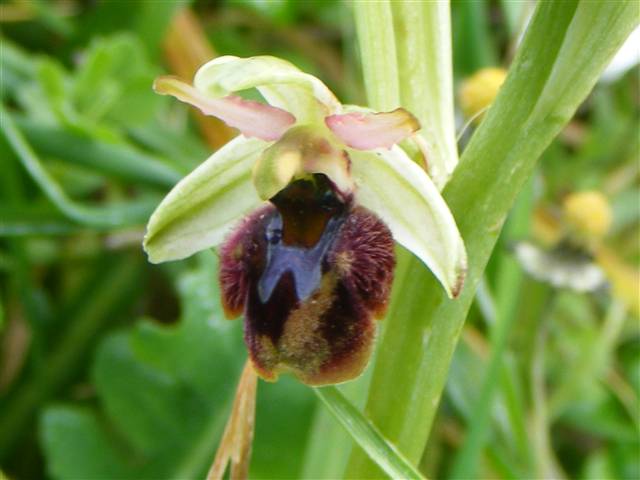 Ophrys panormitana