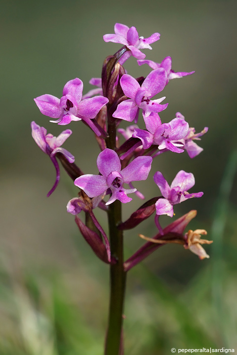 Orchis brancifortii Bivona-Bernardi