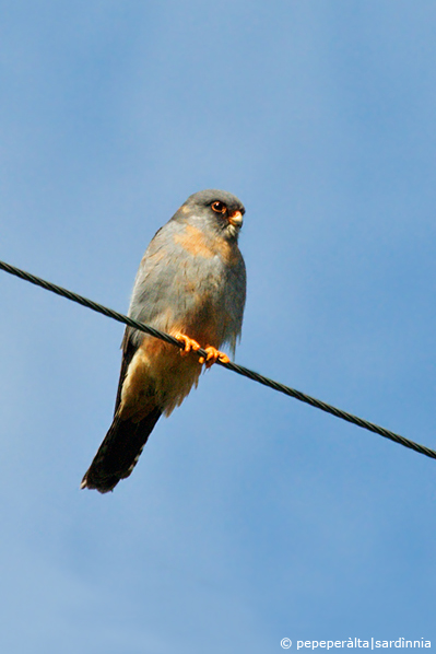 Coracia garrulus & Co.