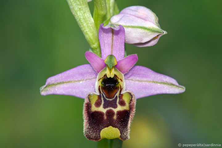 Ophrys annae