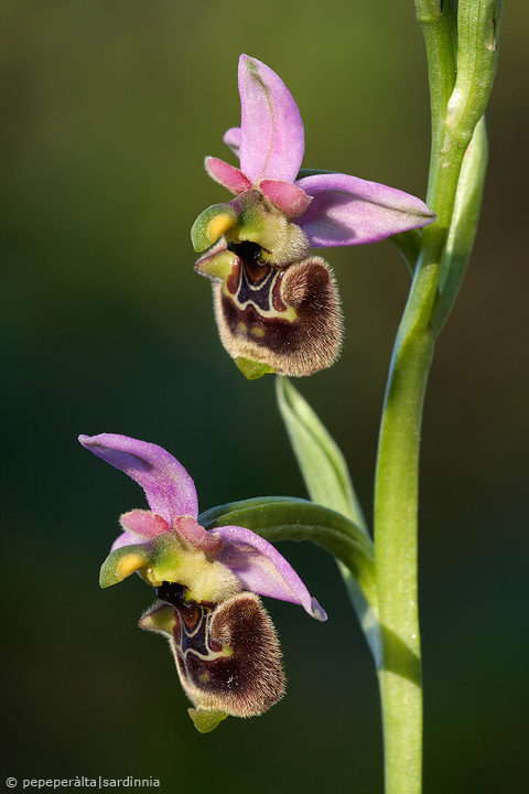 Ophrys annae