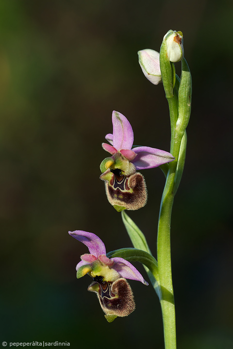 Ophrys annae