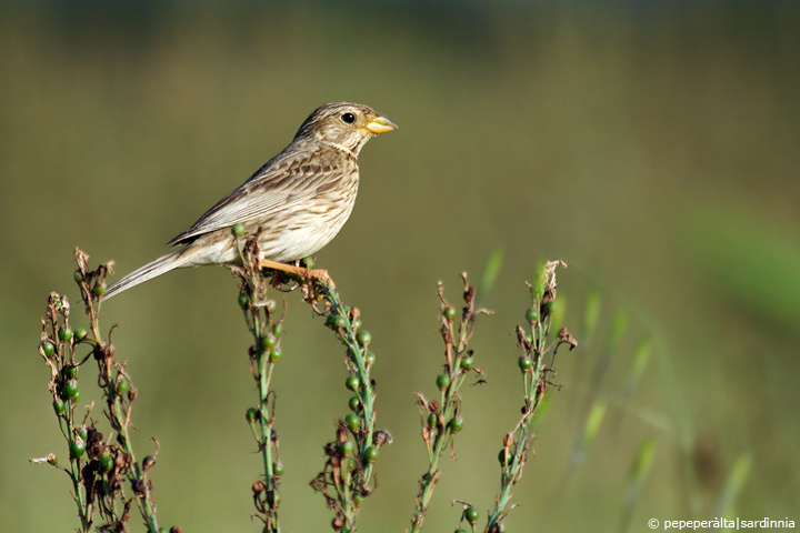 Coracia garrulus & Co.