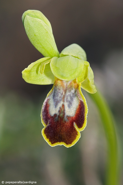 Ophrys del gruppo fusca