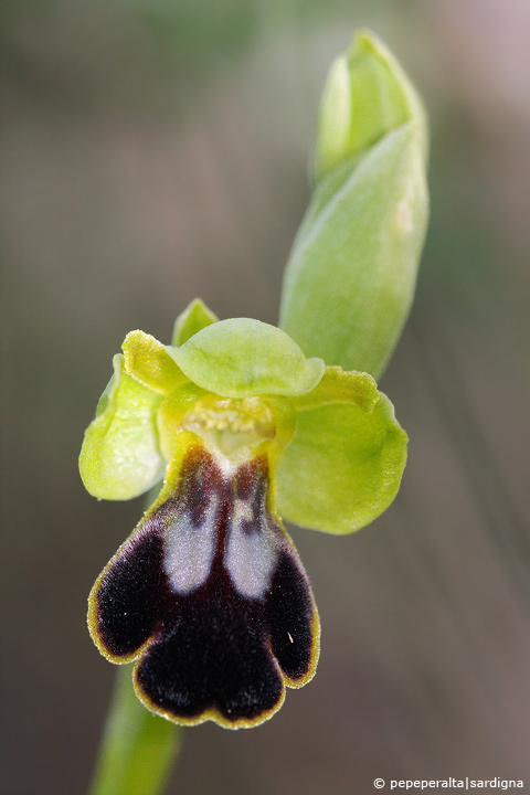 Ophrys ortuabis (?)