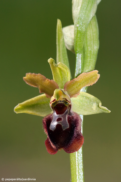 Ophrys sphegodes