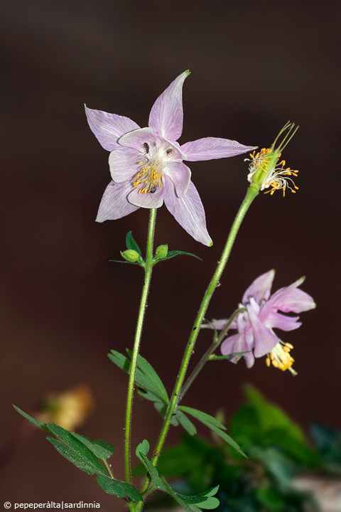 Aquilegia nuragica / Aquilegia nuragica