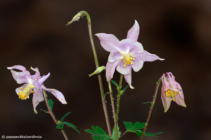 Aquilegia nuragica / Aquilegia nuragica