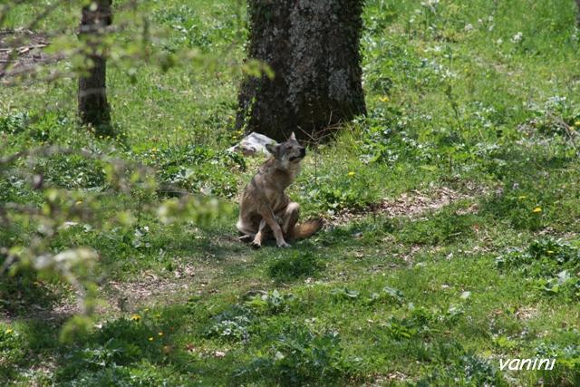 I lupi di Civitella Alfedena (AQ)