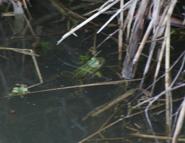 Identificazione - Pelophylax sp.