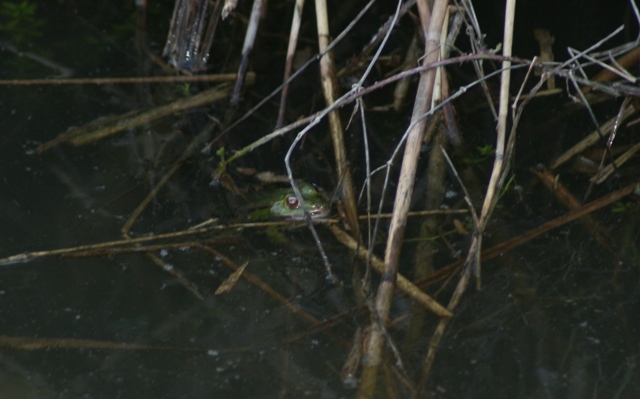 Identificazione - Pelophylax sp.