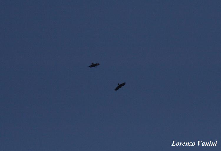 Aquila Imperiale vs Aquila reale