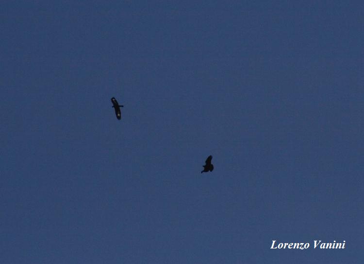 Aquila Imperiale vs Aquila reale