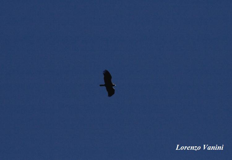 Aquila Imperiale vs Aquila reale