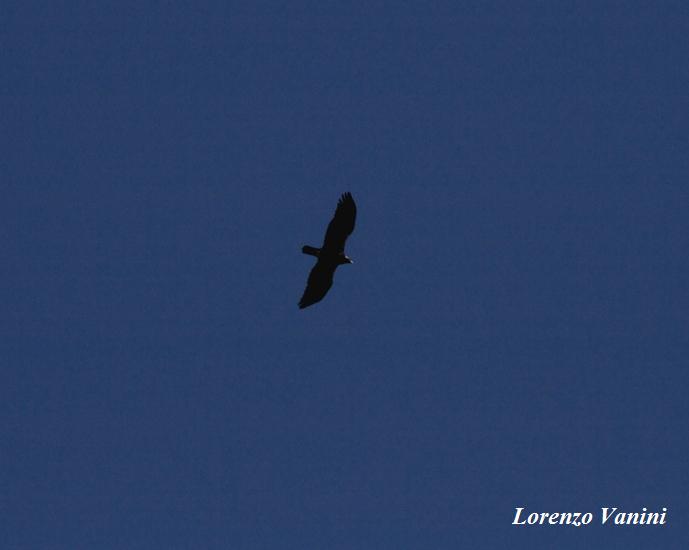 Aquila Imperiale vs Aquila reale