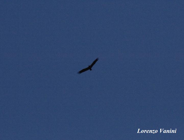 Aquila Imperiale vs Aquila reale