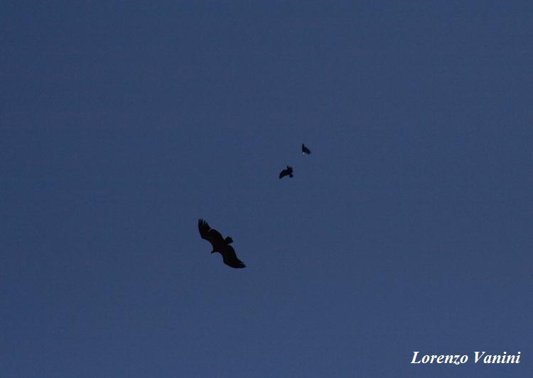 Aquila Imperiale vs Aquila reale