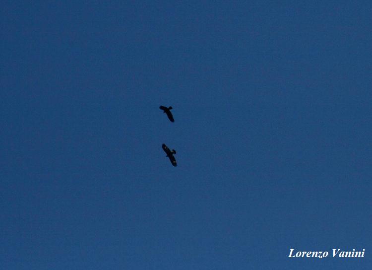 Aquila Imperiale vs Aquila reale