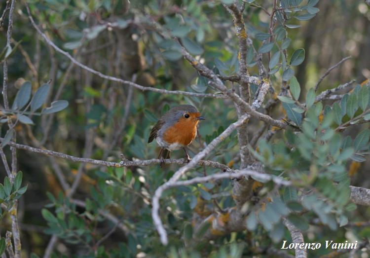 Un pettirosso