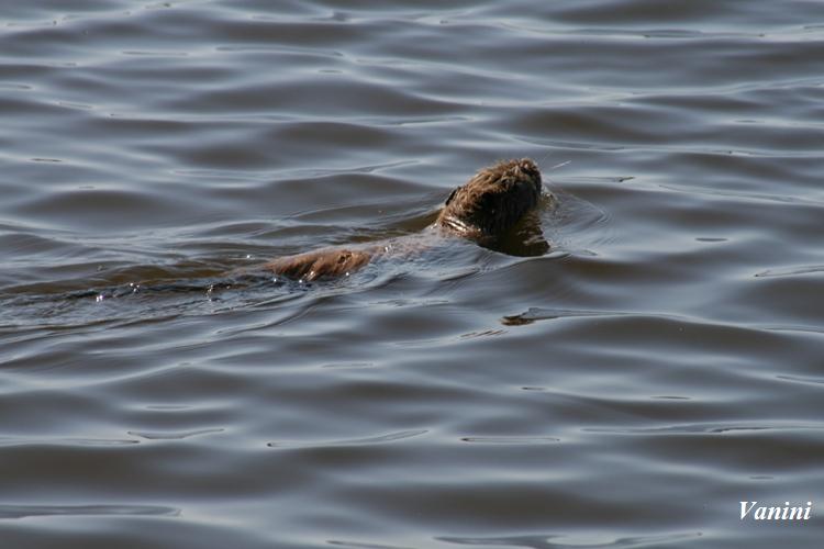 Nutria CHM