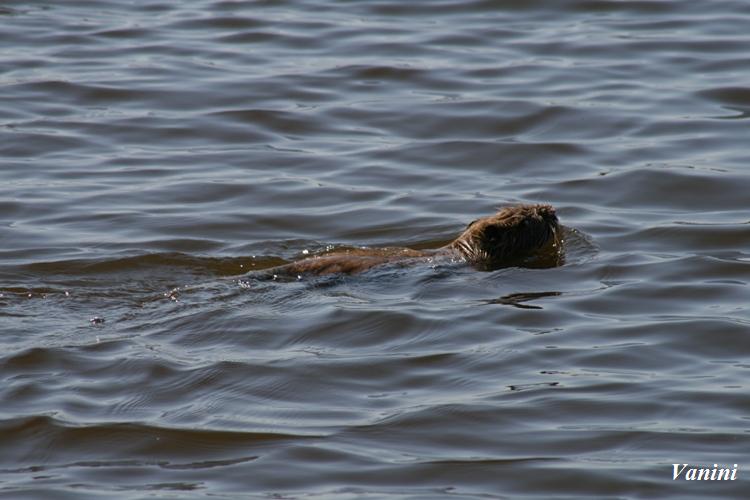 Nutria CHM