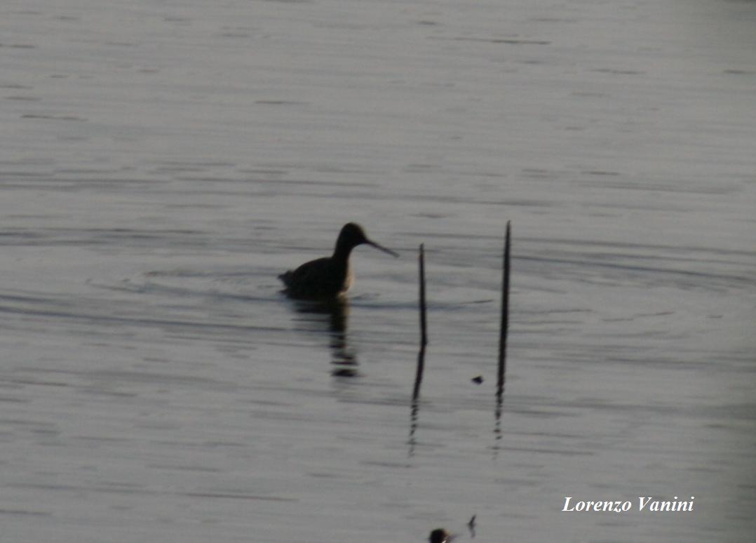 Identificazione limicoli